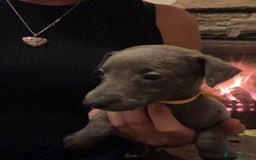 Whippet dogs for sale: Stunning Blue Whippet, white flecks  - Image 23