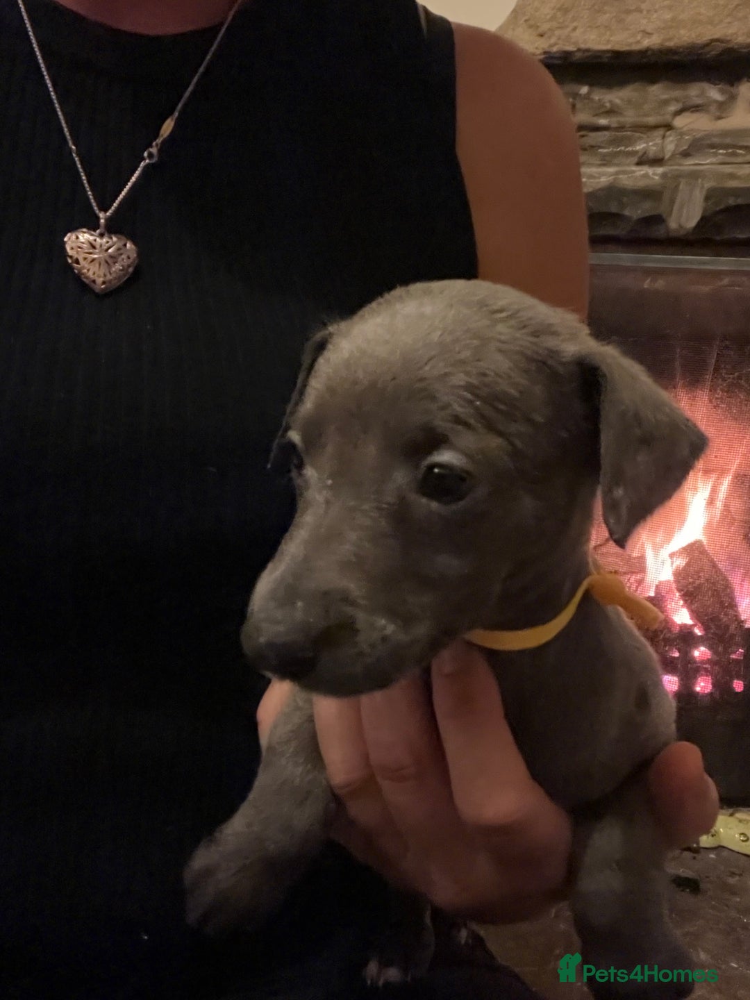 Whippet dogs for sale: Stunning Blue Whippet, white flecks  - Image 23