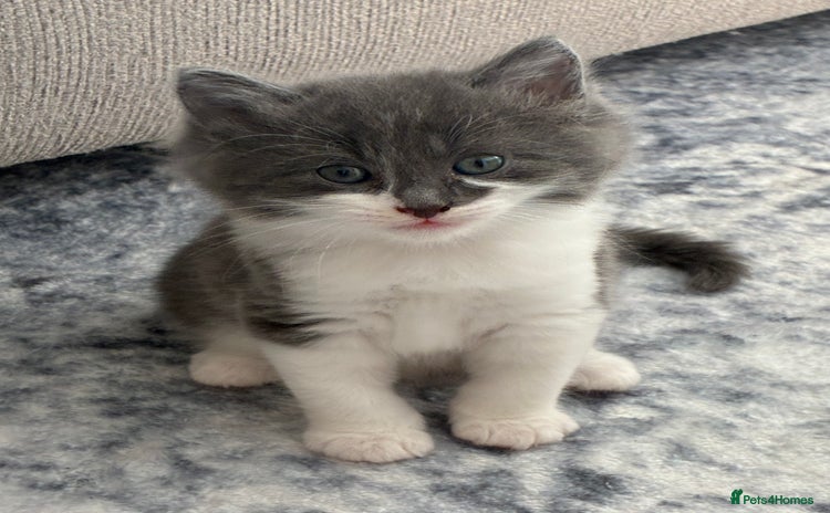 Norwegian Forest Cat cats - Advert 3