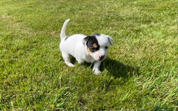 Jack Russell dogs for sale: 5 Jack Russell Puppies - Image 2