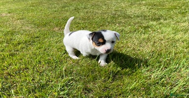 Jack Russell dogs - Advert 1