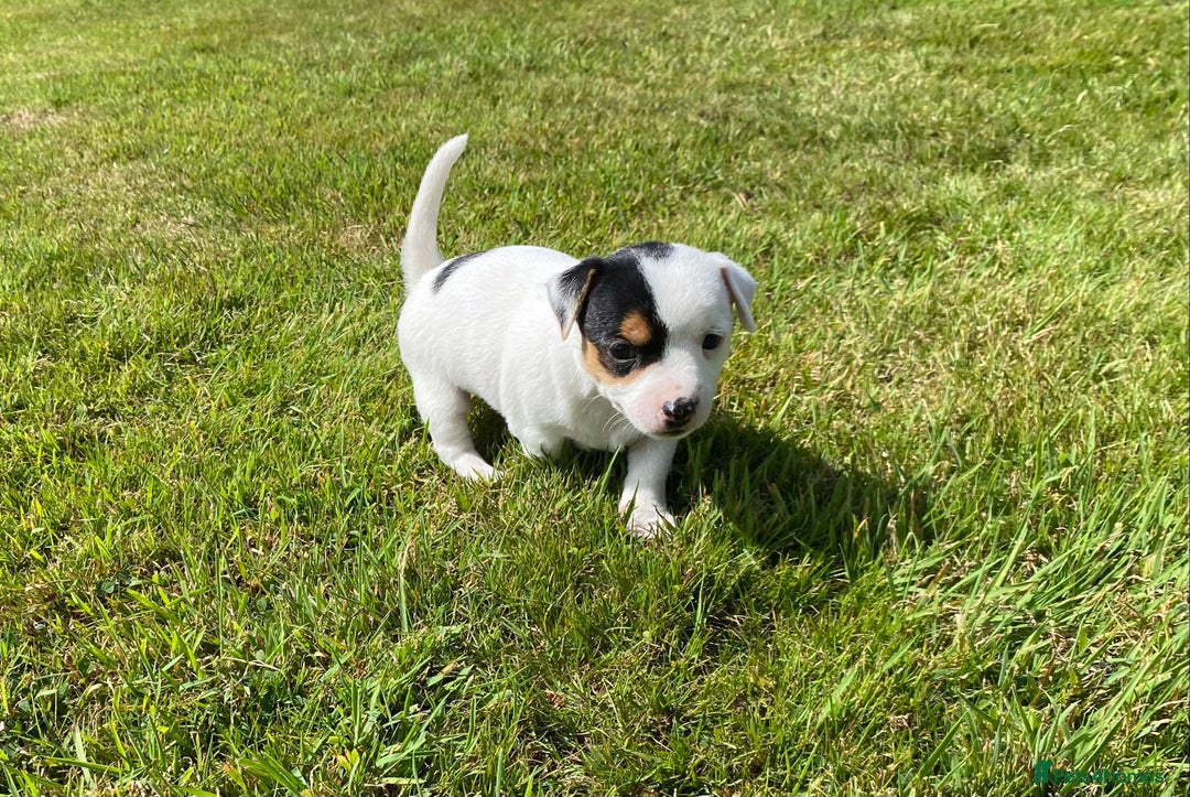 Jack Russell dogs for sale: 5 Jack Russell Puppies - Image 2