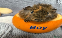 Guinea Pig rodents for sale: Guinea pigs  - Image 4