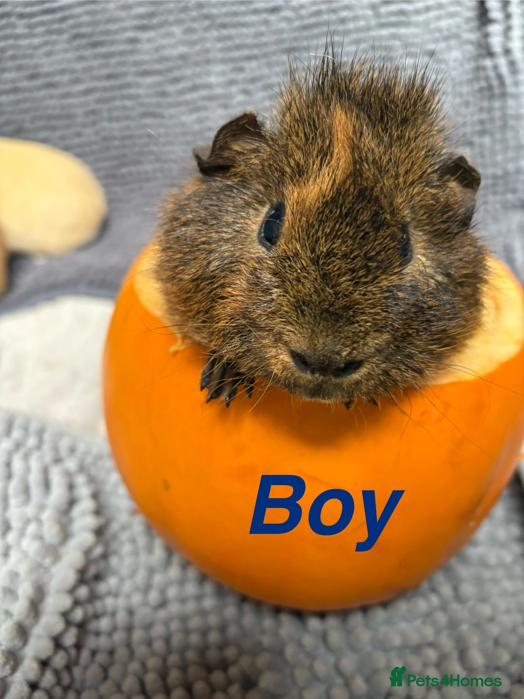 Guinea Pig rodents for sale: Guinea pigs  - Image 4