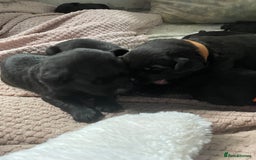 Mixed Breed dogs for sale: YOUR NEW BEST FRIEND IS WAITING!  - Image 31