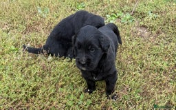Mixed Breed dogs for sale: Bernese X Golden Retriever Puppies - Image 18