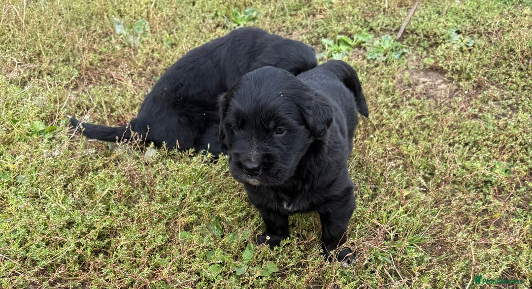 Mixed Breed dogs for sale: Bernese X Golden Retriever Puppies - Image 18