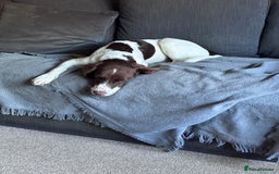 Mixed Breed dogs for adoption: Rots adorable 8 mthold Bouncy Springer Spaniel Pup - Image 7