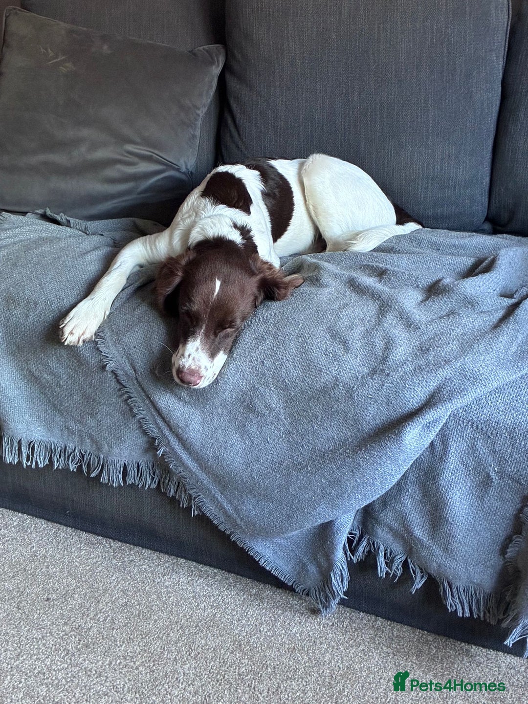 Mixed Breed dogs for adoption: Rots adorable 8 mthold Bouncy Springer Spaniel Pup - Image 7