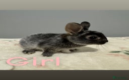 Netherland Dwarf rabbits for sale: Baby Netherland dwarfs  - Image 5