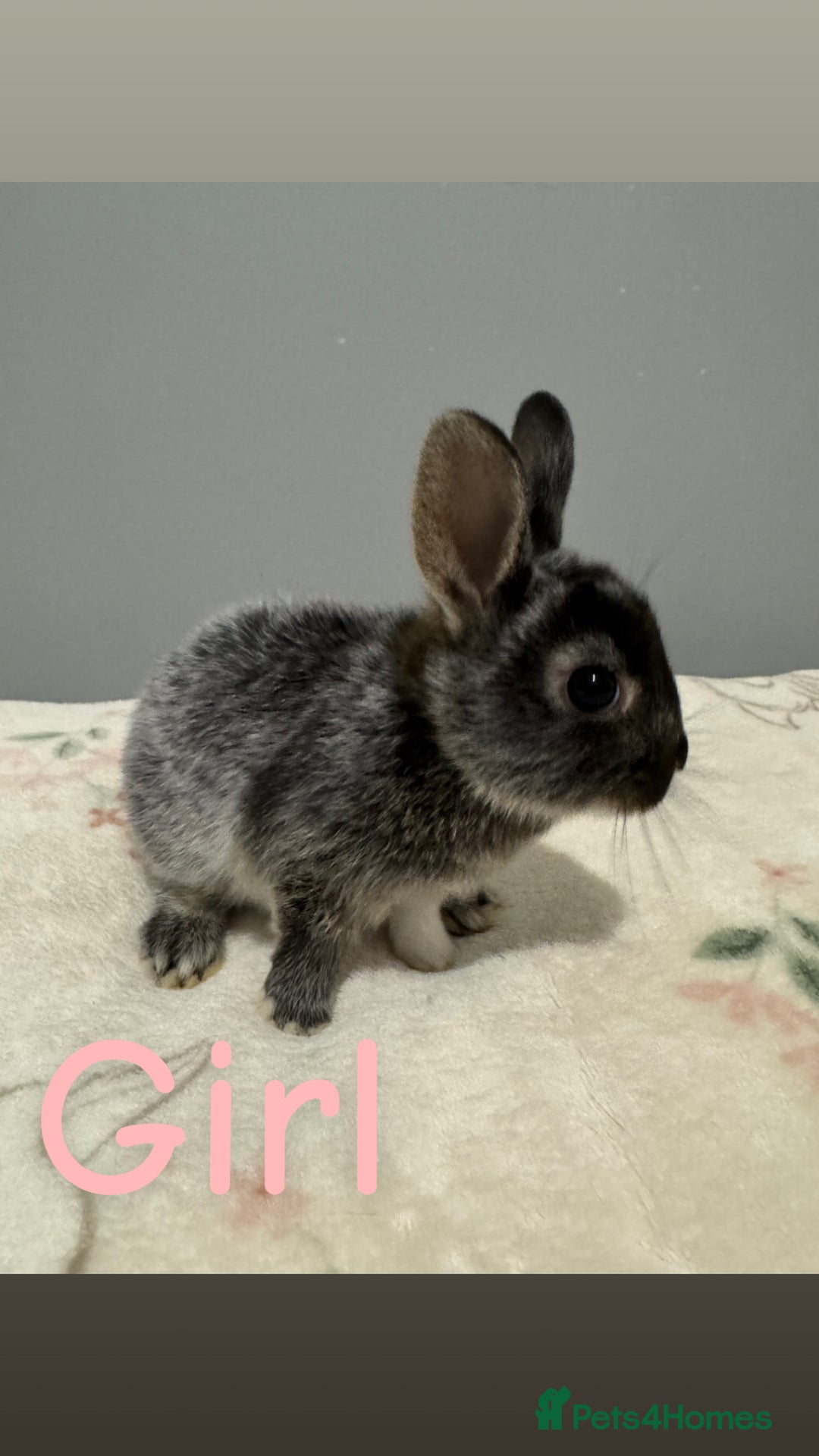 Netherland Dwarf rabbits for sale: Baby Netherland dwarfs  - Image 5