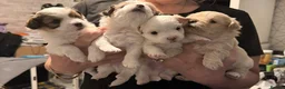 Mixed Breed dogs for sale: 🐾 Adorable Yorkiepoo × Pomchi Puppies 🐾 - Advert 27