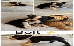 Boston Terrier dogs for sale: Beautiful Boston Terrier Puppies  - Image 3