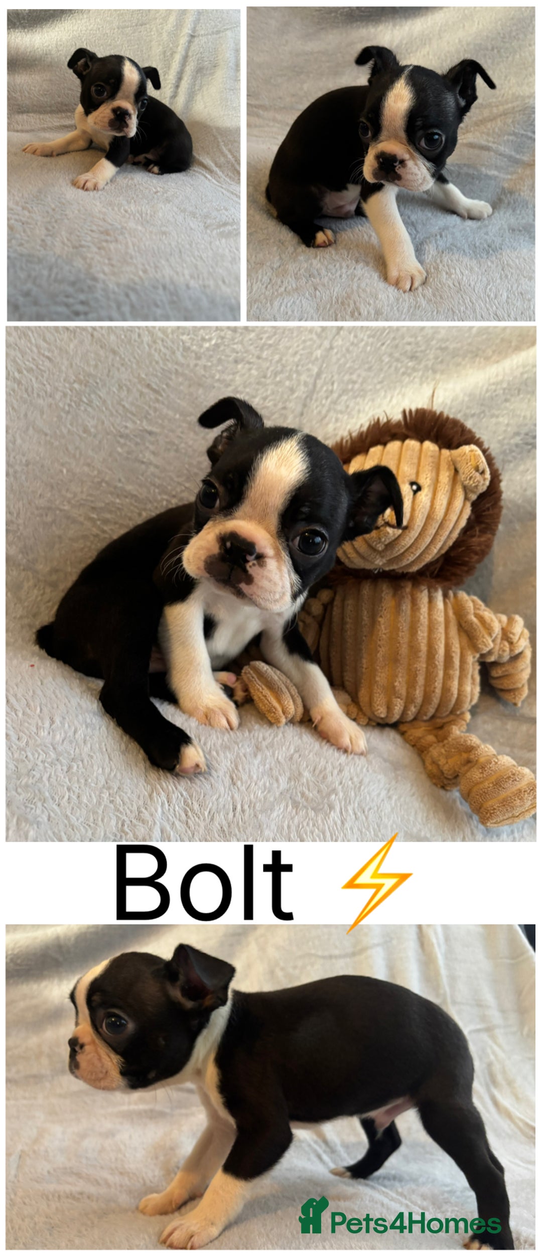 Boston Terrier dogs for sale: Beautiful Boston Terrier Puppies  - Image 3