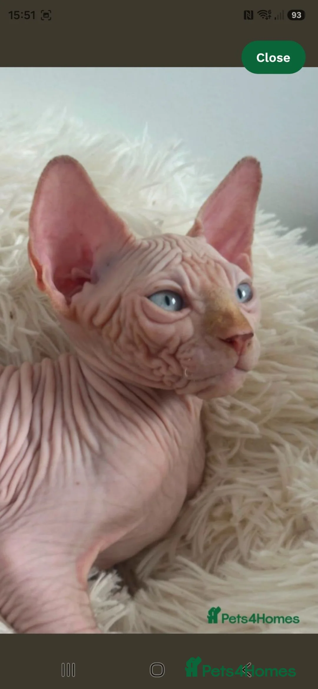 Sphynx cats for sale: Last 2 Beautiful Sphynx Boys Available 💙💚 - Advert 2