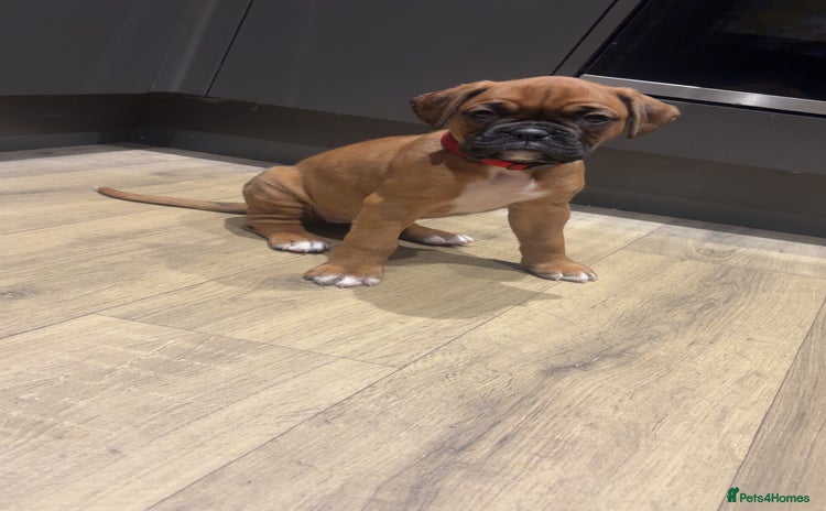Boxer dogs Ready this week 23rd November  - Advert 5