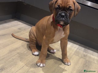 Boxer dogs Ready to leave one girl left - Advert 2