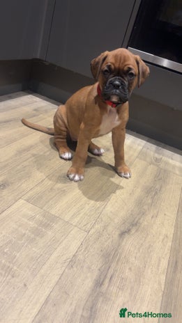 Boxer dogs Ready this week 23rd November - Advert 5