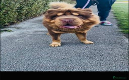 Shar Pei dogs for sale: Top quality bear coat sharpei  - Image 35
