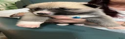 Shepsky dogs for sale: Husky Shepard puppies in Bedford - Advert 9