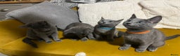 Russian Blue cats for sale: Gorgeous Championship Russian blue kittens  - Advert 4