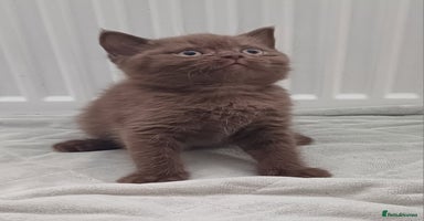 British Shorthair cats - Advert 14