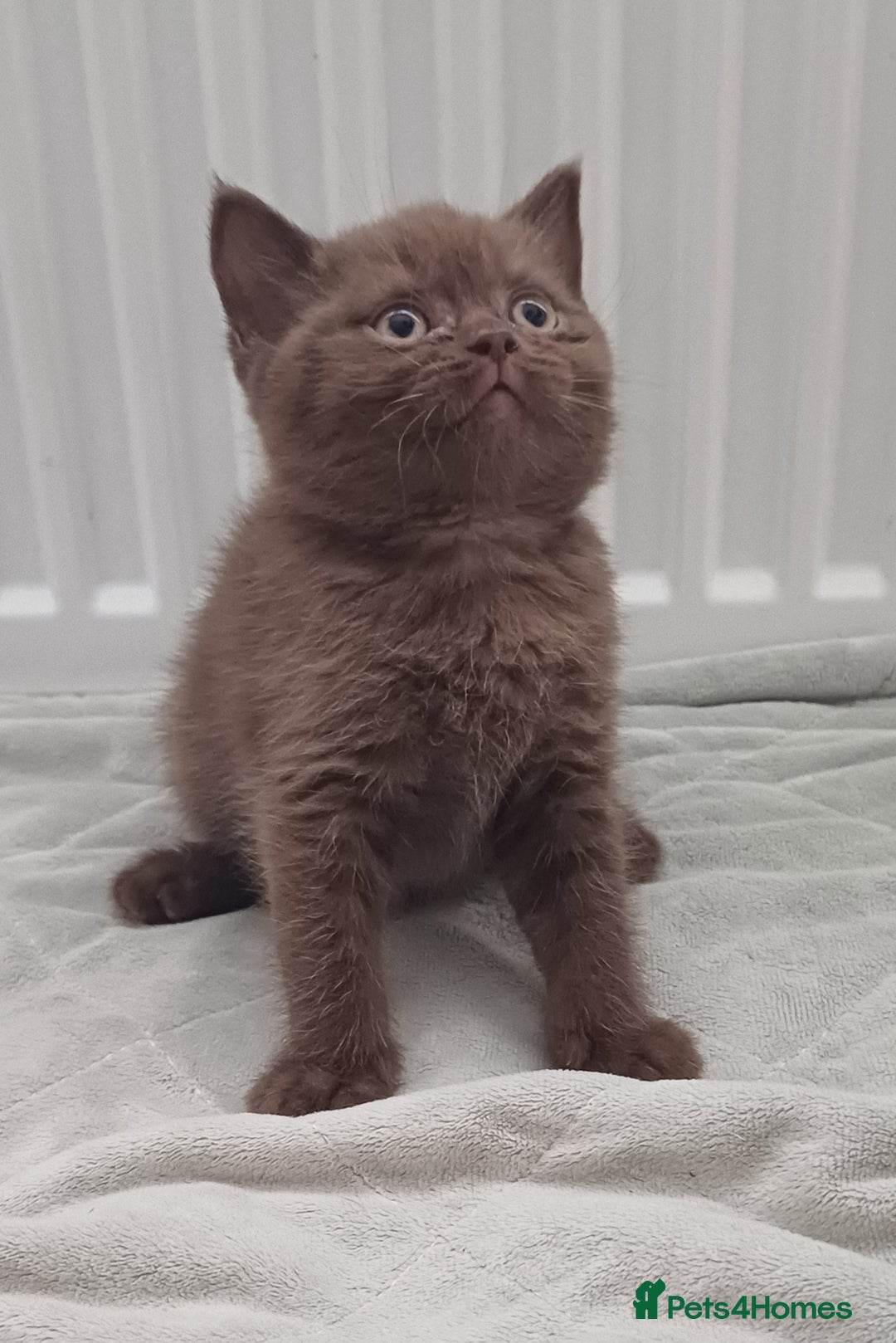 British Shorthair cats for sale: Ready now! Affectionate Black GCCF female - Image 3