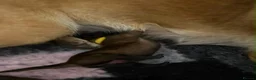 Belgian Shepherd Dog dogs for sale: Beautiful Belgium Shepard Dog in Wolverhampton - Advert 9