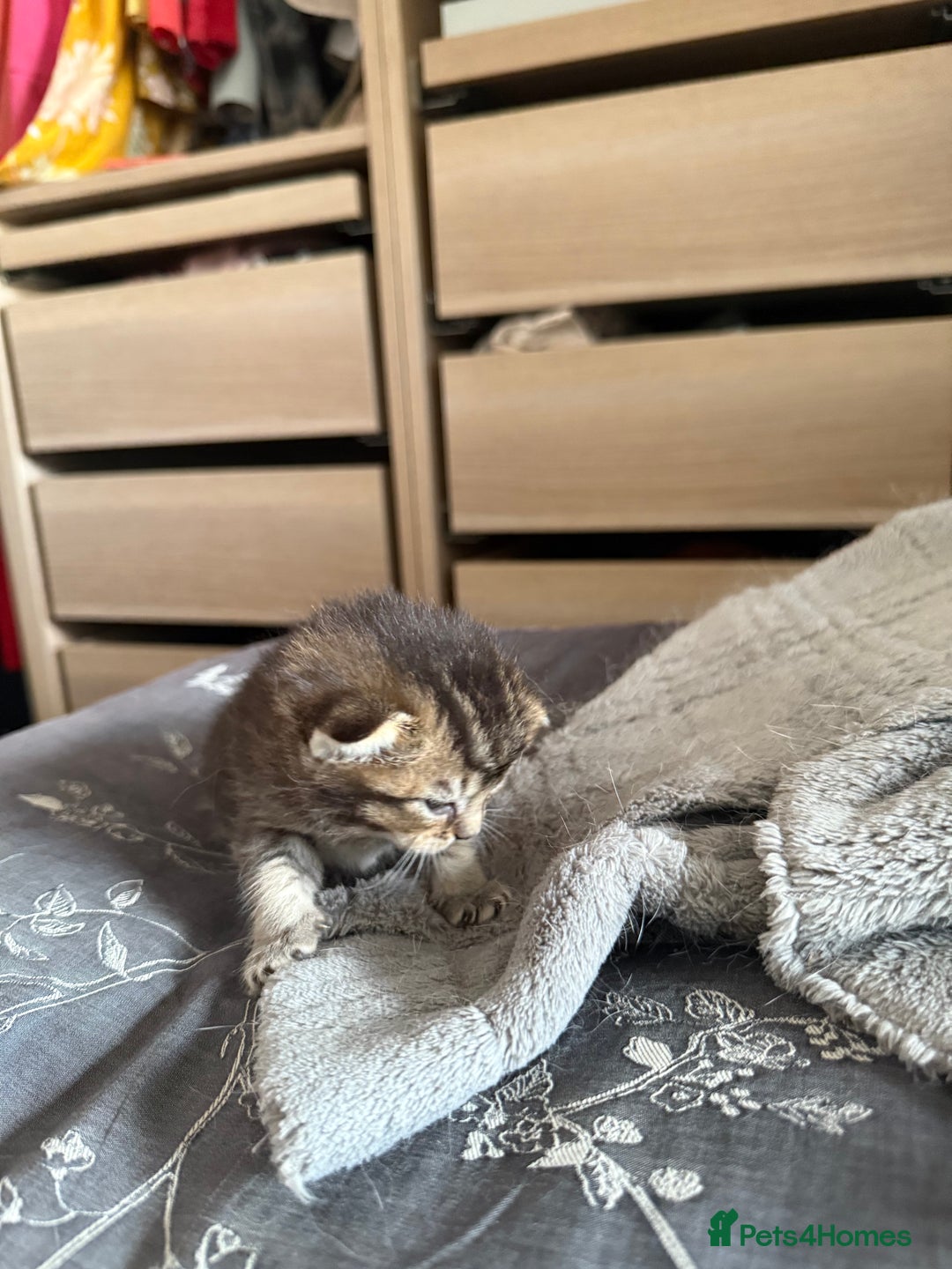 British Shorthair cats for sale: Unusual litter of British Shorthairs - Image 5