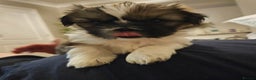 Shih Tzu dogs for sale: Beautiful shihtzu puppies  - Advert 4