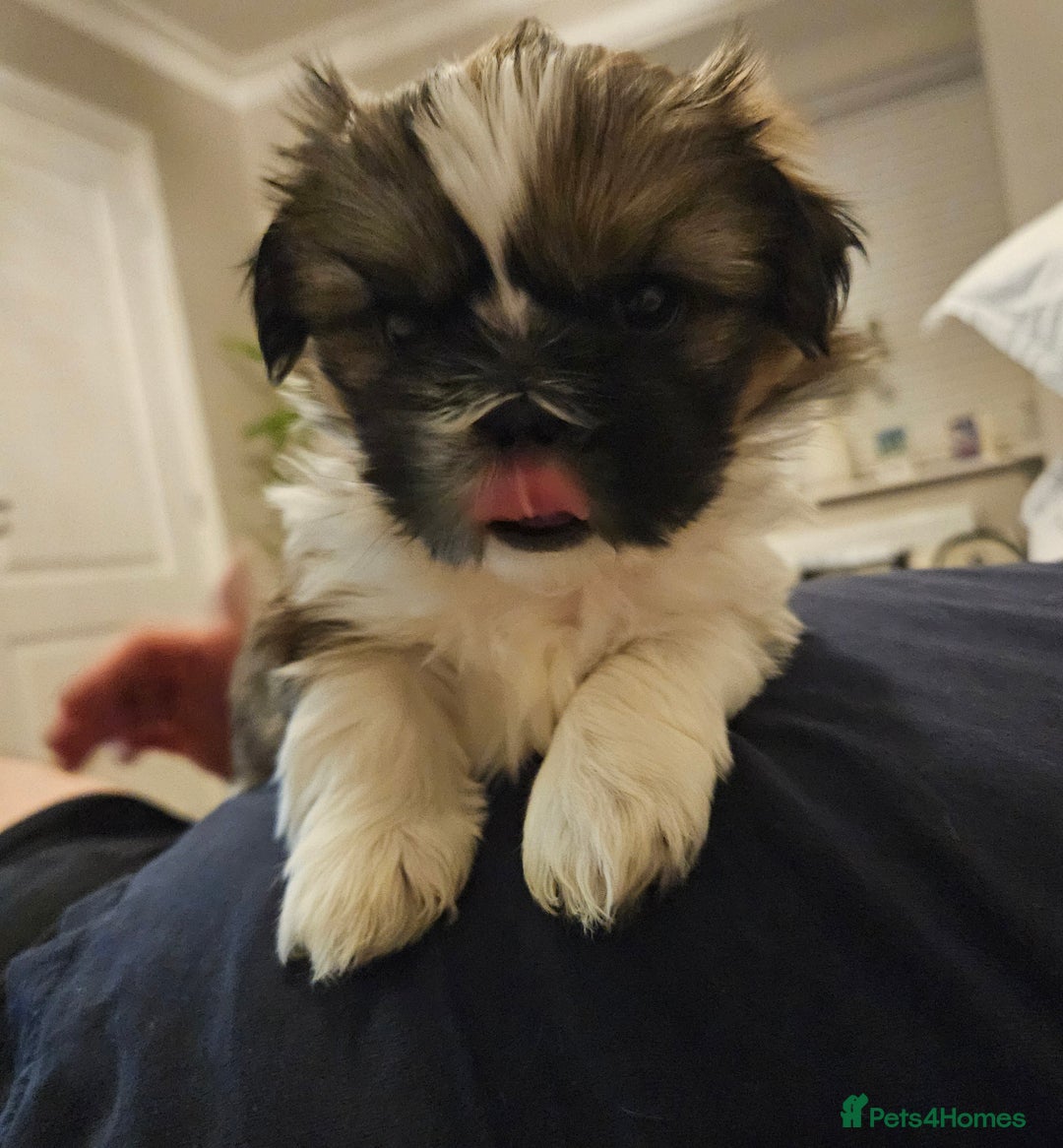 Shih Tzu dogs for sale: Beautiful shihtzu puppies  - Advert 4