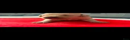 Goldador dogs for sale: 11 Beautiful Goldador puppies - Advert 33