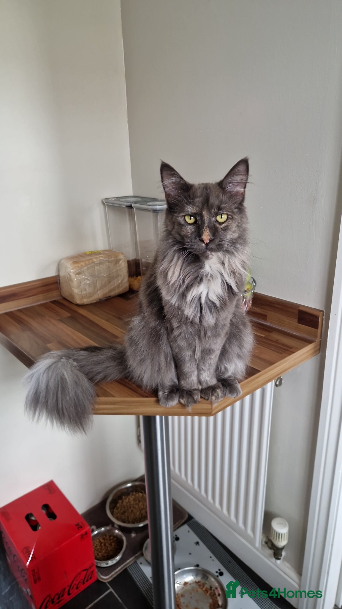 Maine Coon cats Maine coon kittens  - Advert 1