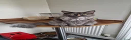 Maine Coon cats for sale: Maine coon kittens  - Advert 1