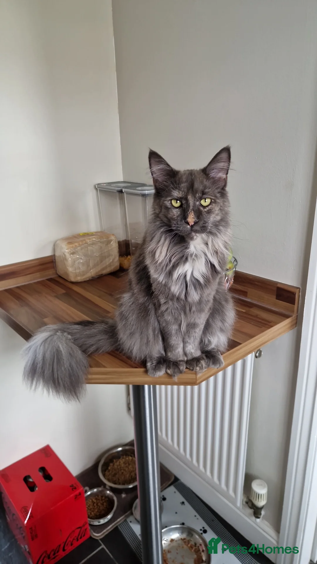 Maine Coon cats for sale: Maine coon kittens  - Advert 1