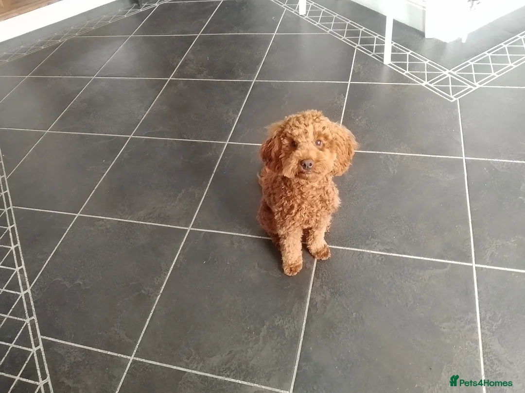 Cockapoo dogs for sale: Teddy the cockapoo  in Brighton - Advert 3