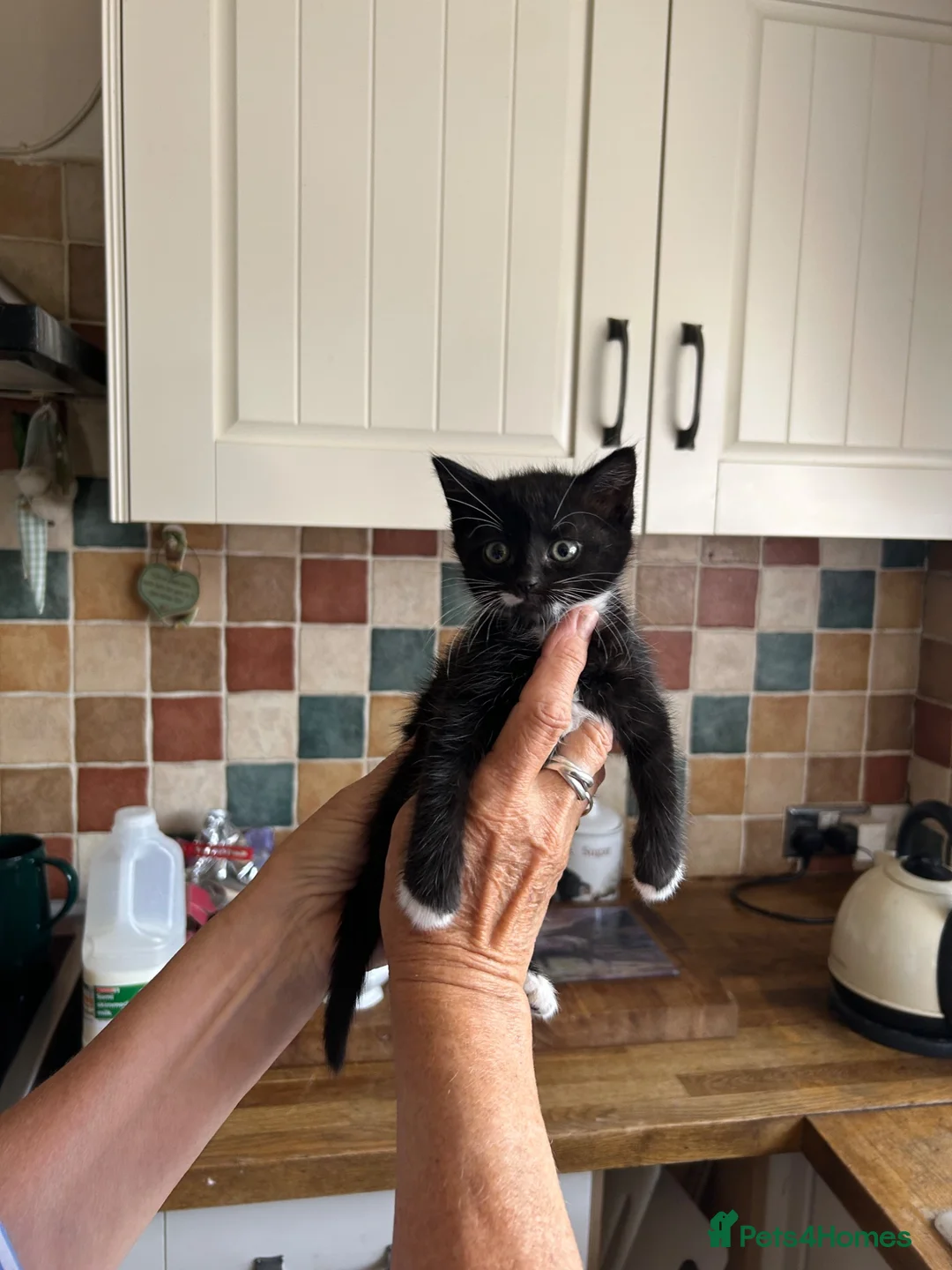 Mixed Breed cats for sale: Beautiful kittens 8 weeks old  - Advert 2