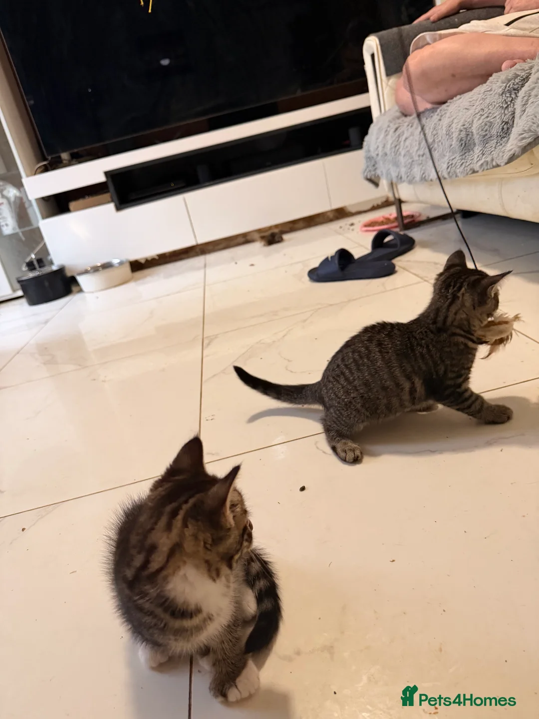 Mixed Breed cats for sale: Beautiful Maine Coon–type kittens available. - Advert 13