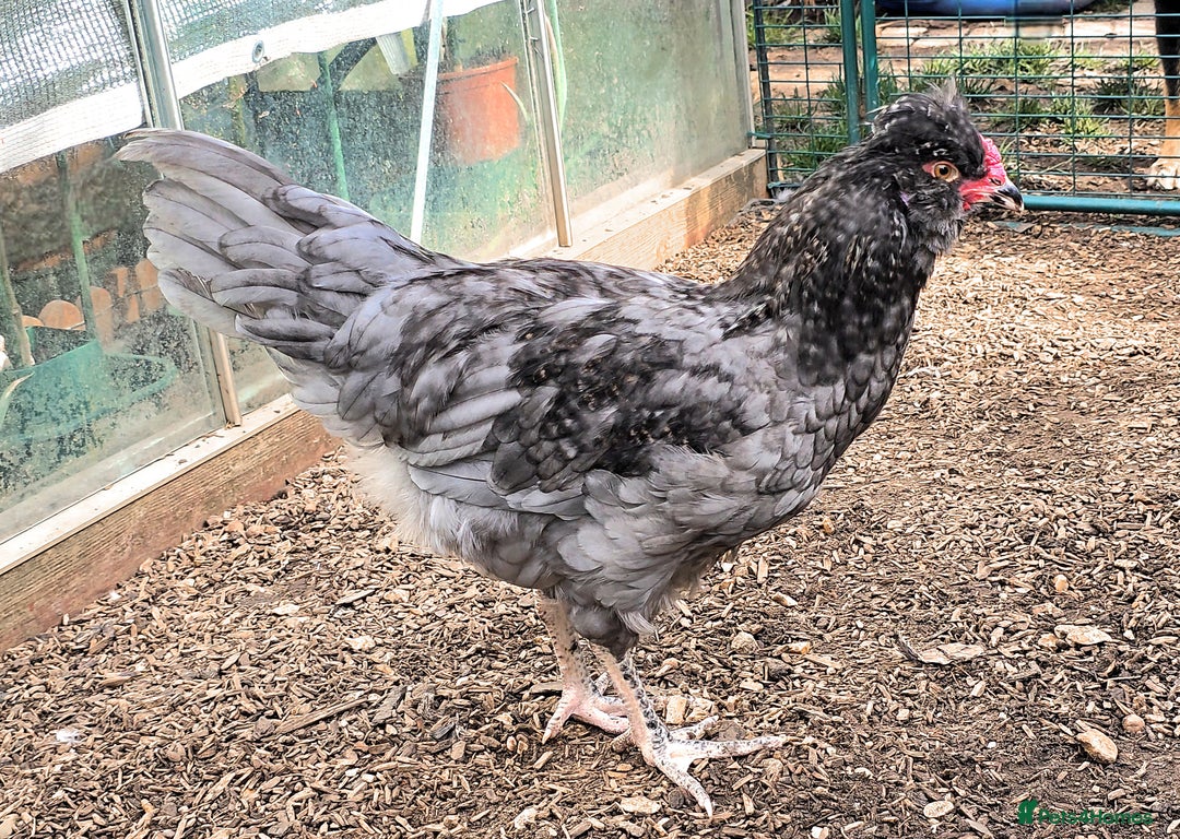 Chickens poultry for sale: Blue British tailed Araucana boy  - Image 2
