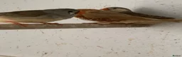 Finches birds for sale: Zebra finches - Advert 3