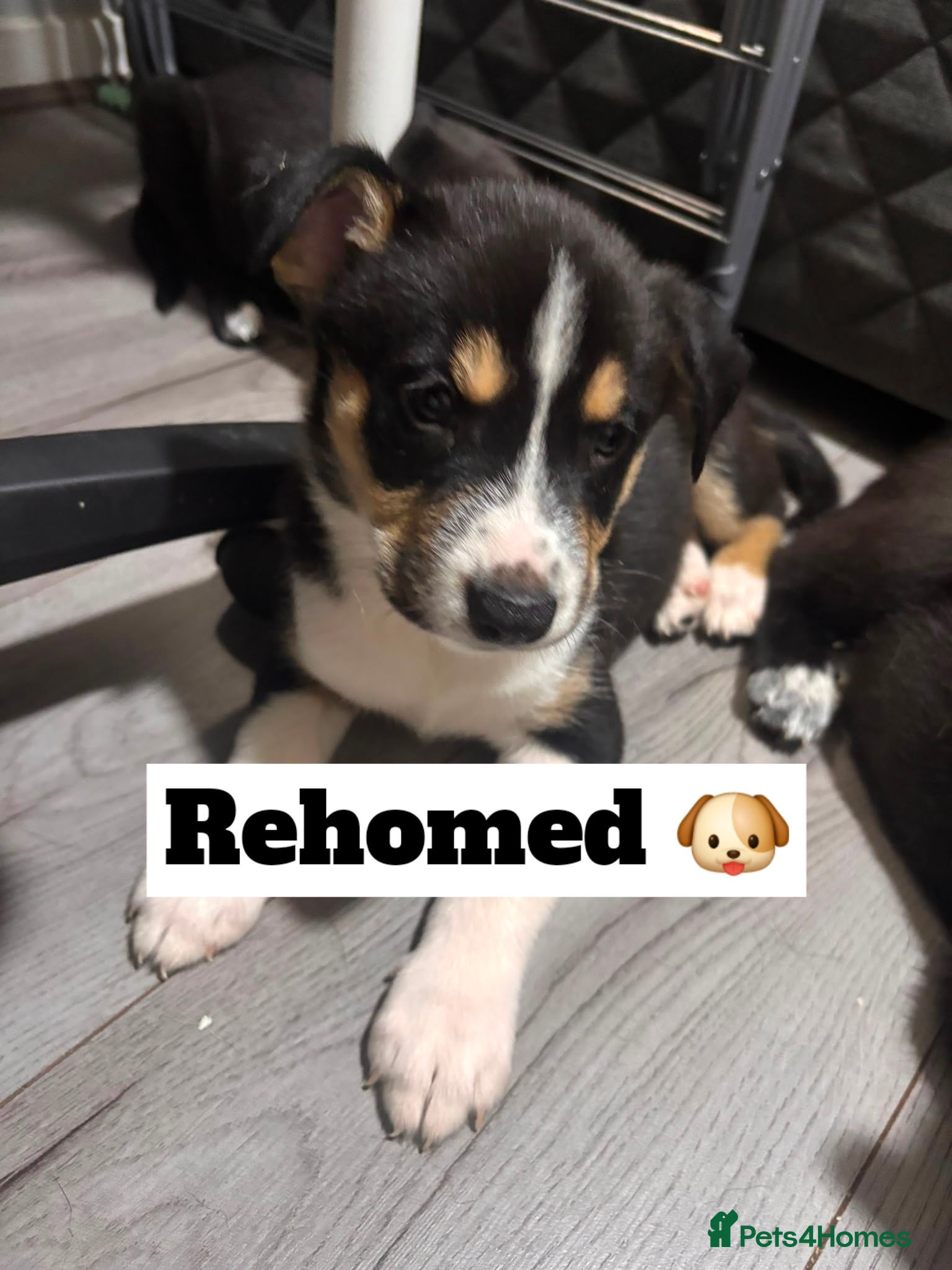 Mixed Breed dogs Only 1 boy left! Staffie x Husky x Collie Puppies - Advert 2