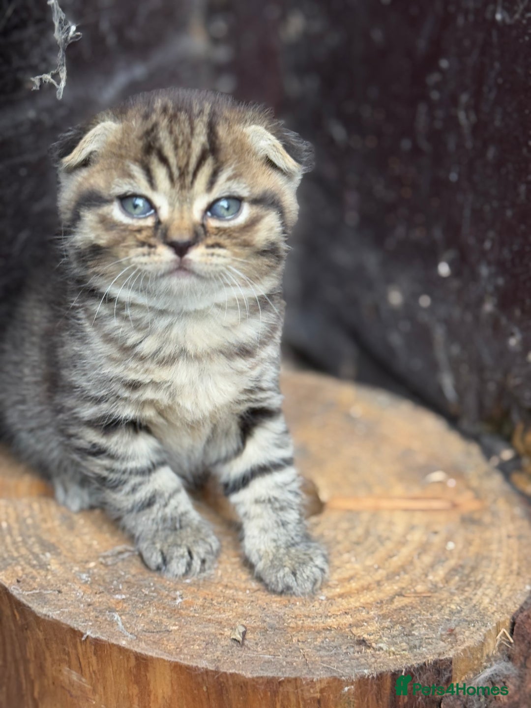 Scottish Fold cats for sale: Beautiful Scottish Kittens – Fold & Straight Ears - Image 5