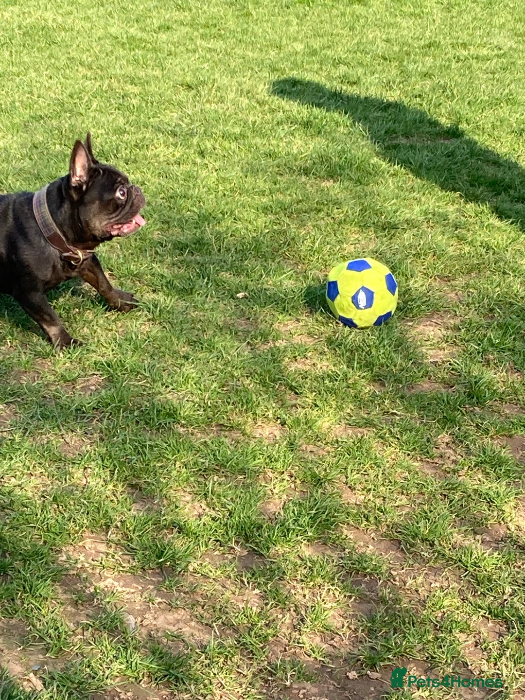 French Bulldog dogs for sale: 5 year old French bulldog - Advert 8