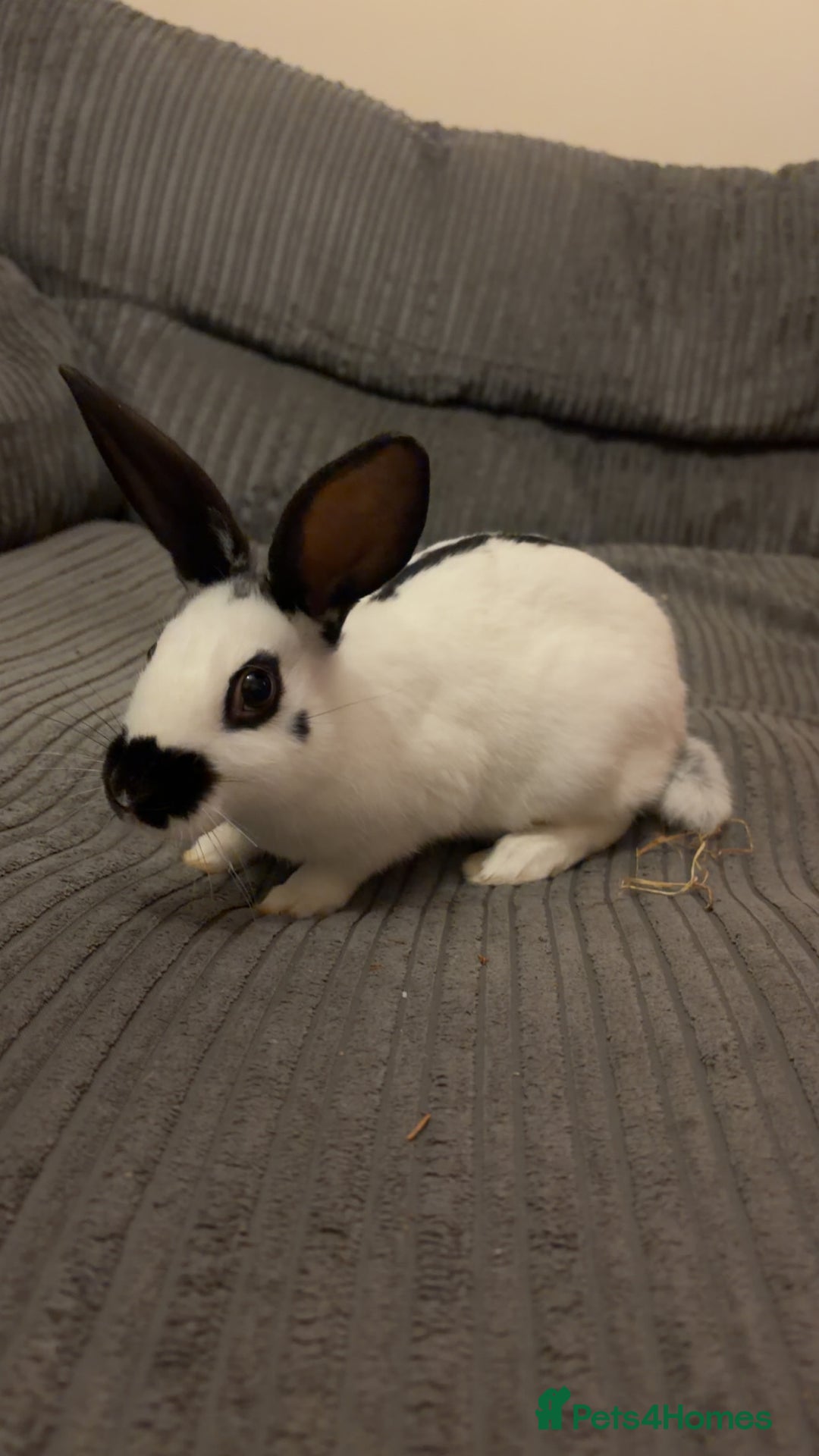 English rabbits for sale: 2 Male rescued rabbits  - Advert 6