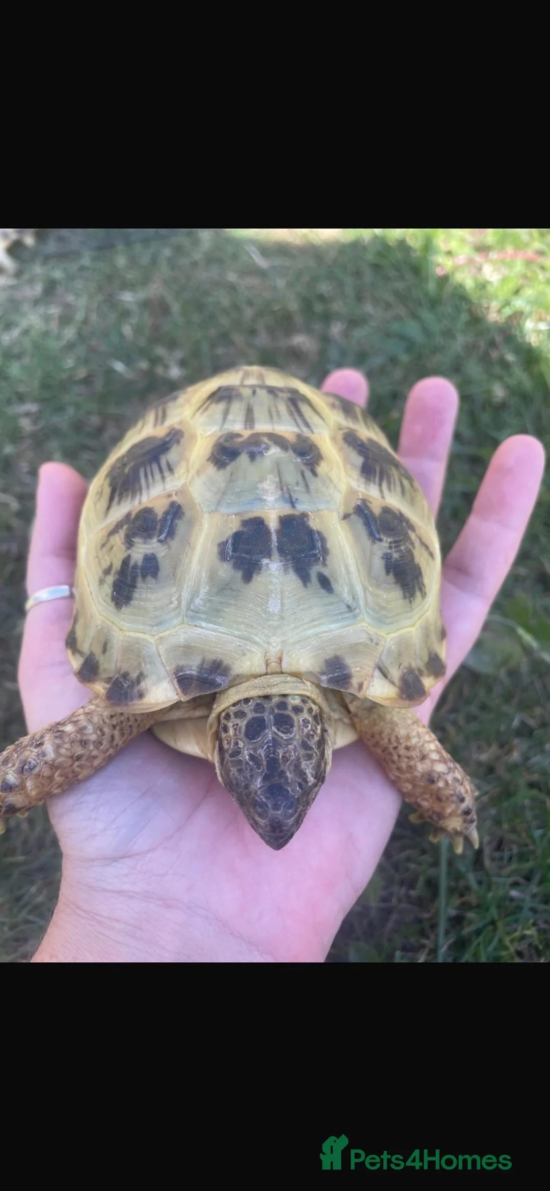 Tortoise reptiles for sale: Horsefield tortoises x2 with enclosure  in Ryton - Advert 2