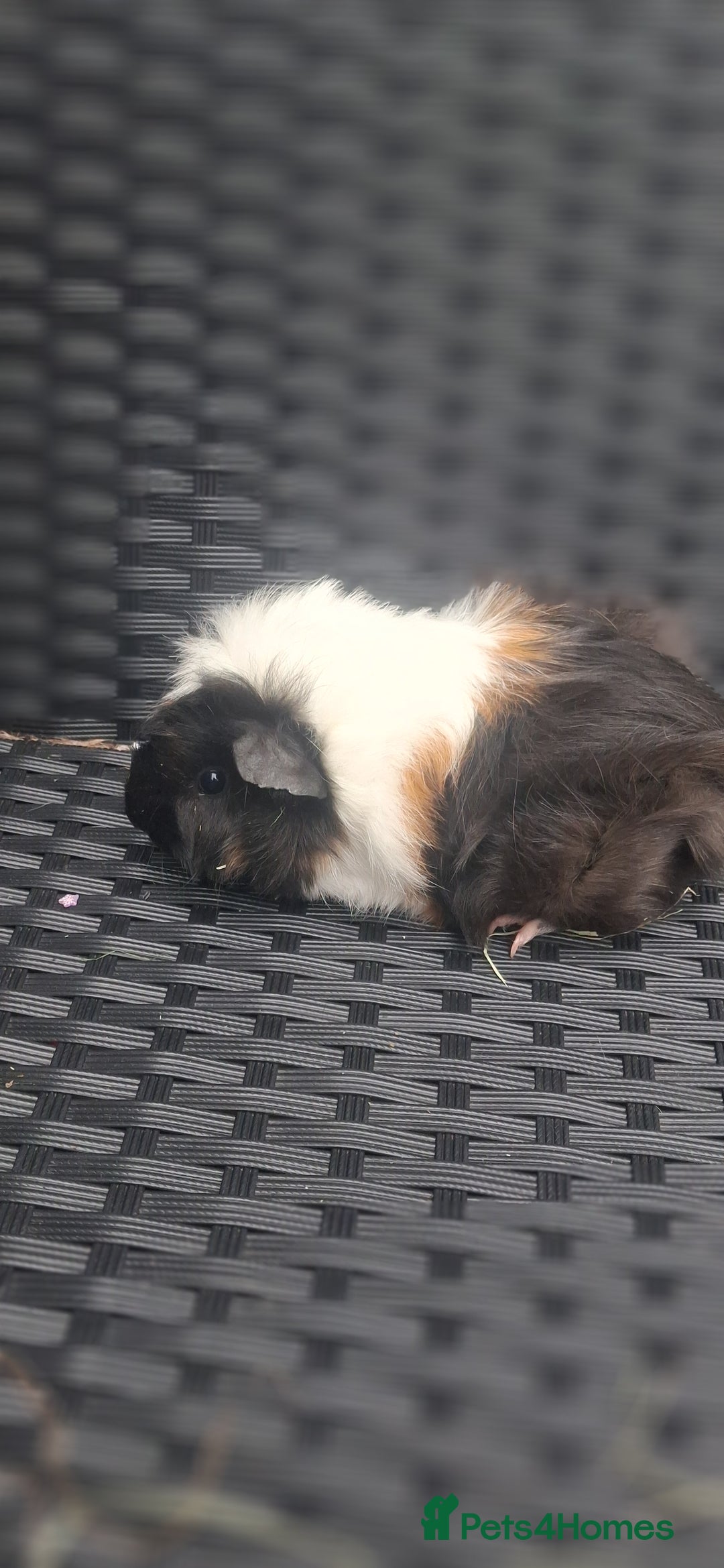 Guinea Pig rodents for sale: 6 baby girl guinea pigs  - Image 8