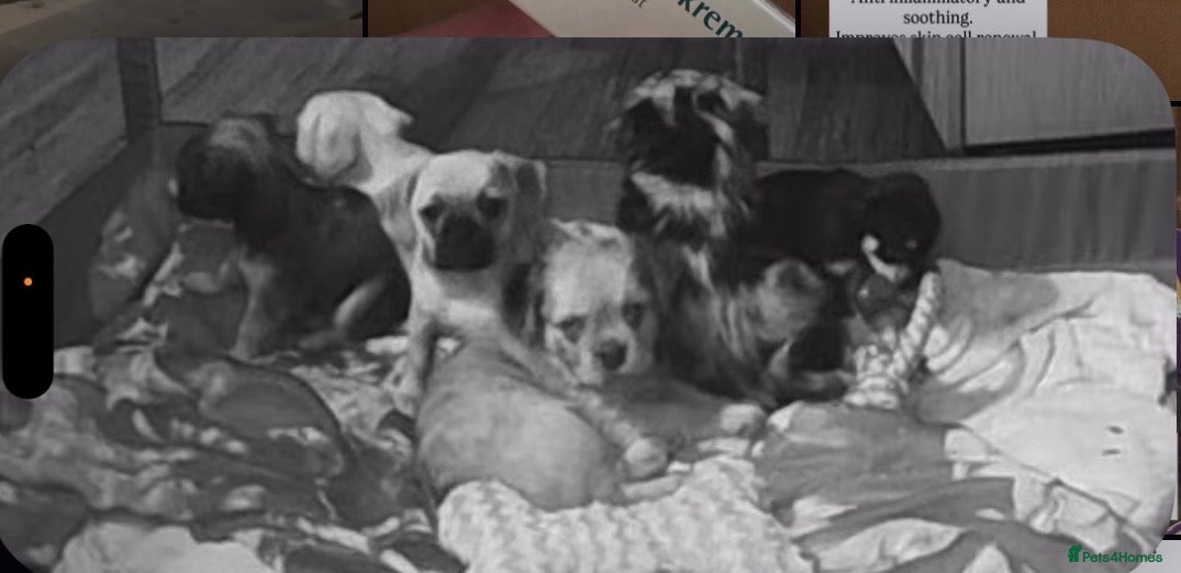 Mixed Breed dogs for sale: Pug/frenchie mixed breed puppies - Advert 13