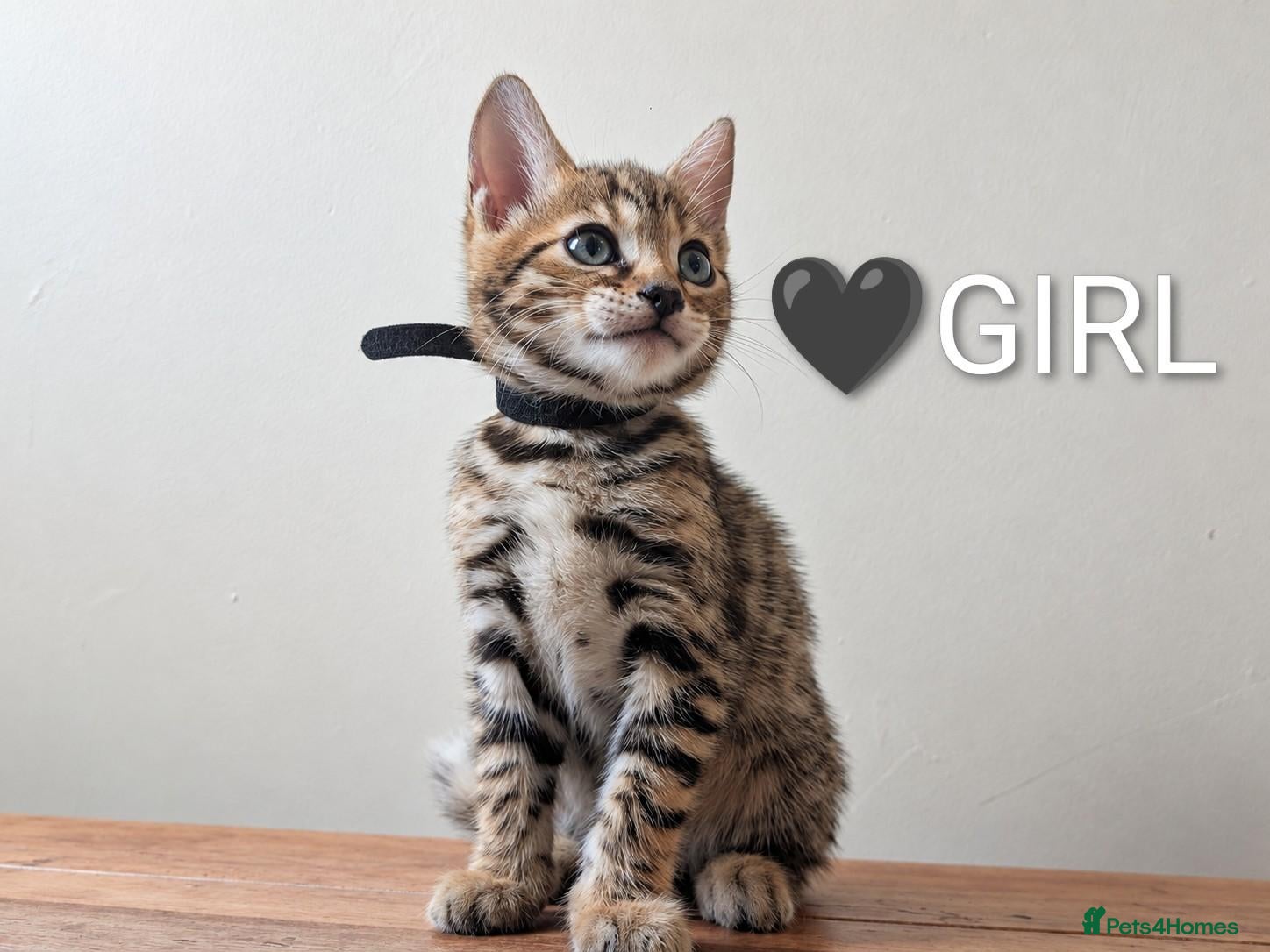 Bengal cats TICA Registered Bengal Kittens|Health Tested ❤️ - Advert 2