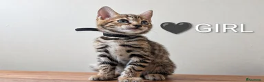 Bengal 1