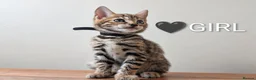 Bengal cats for sale: TICA Registered Bengal Kittens|Health Tested ❤️ - Advert 19